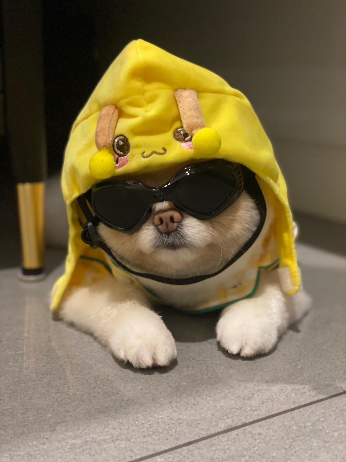 Dog icon